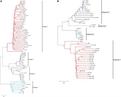 Frontiers | Recent Advances In Porcine Reproductive And Respiratory ...